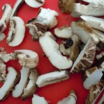 mushrooms03