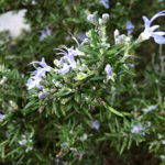 image_1